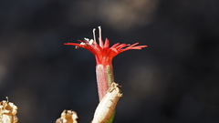 Silene laciniata laciniata