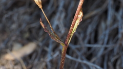 Silene laciniata laciniata