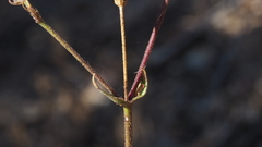 Silene laciniata laciniata
