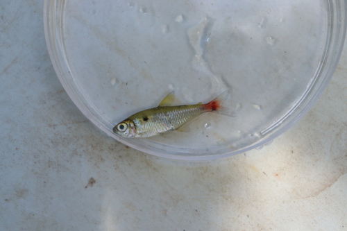 Red-base tetra (Hemigrammus stictus) — Characidae — 4