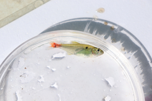 Red-base tetra (Hemigrammus stictus) — Characidae — 2