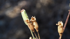 Silene laciniata laciniata