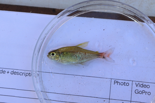 Red-base tetra (Hemigrammus stictus) — Characidae — 3