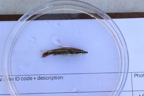 Diptail pencilfish (Nannostomus eques) — Lebiasinidae — 2