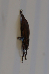 Brachyderes lusitanicus