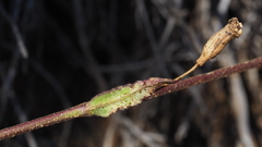 Silene laciniata laciniata