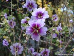 Malva subovata bicolor