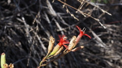 Silene laciniata laciniata