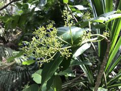 Polyscias macgillivrayi