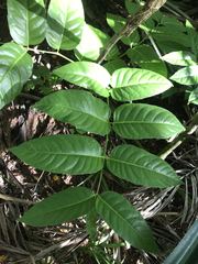 Polyscias macgillivrayi