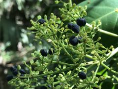 Polyscias macgillivrayi