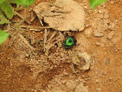 Phanaeus furiosus
