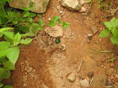 Phanaeus furiosus