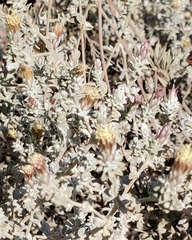 Brickellia nevinii