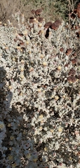 Brickellia nevinii