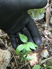 Jasminum marianum