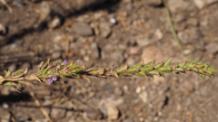 Epilobium densiflorum