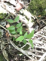 Jasminum marianum