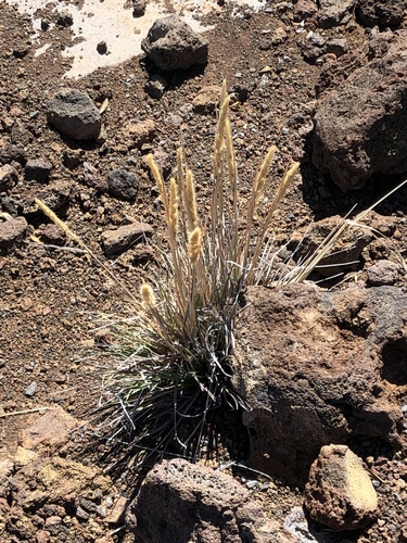 Trisetum glomeratum