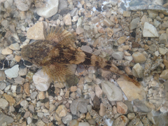 Cottus gobio