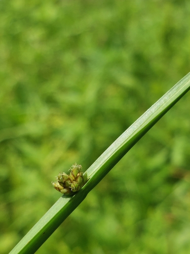 Schoenoplectus mucronatus iNat (3)