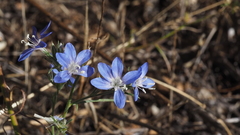 Eriastrum sapphirinum sapphirinum