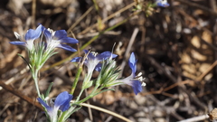 Eriastrum sapphirinum sapphirinum