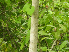 Tabernaemontana tomentosa