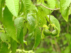 Tabernaemontana tomentosa