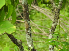 Tabernaemontana tomentosa