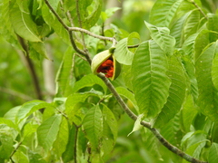 Tabernaemontana tomentosa