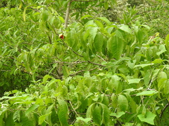 Tabernaemontana tomentosa