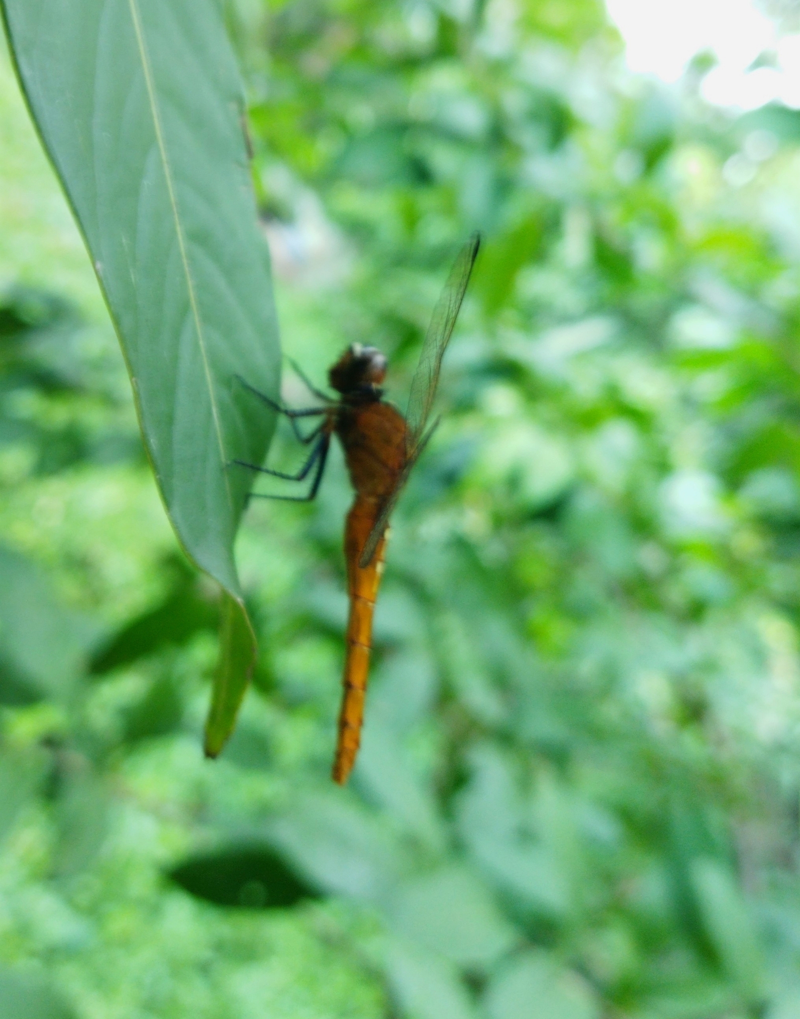 Rufous Marsh Glider
