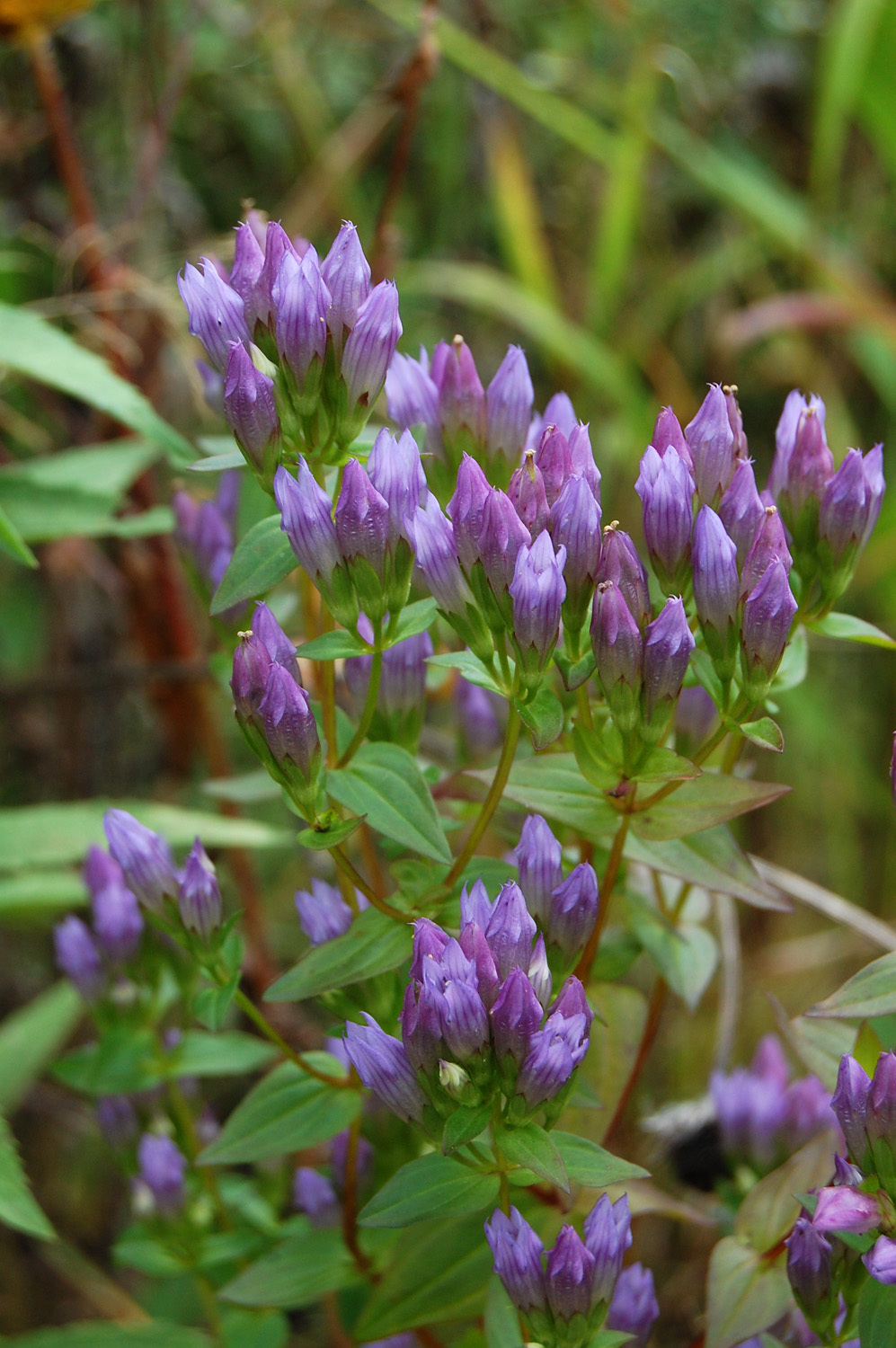 Gentianella quinquefolia