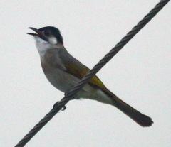 Pycnonotus