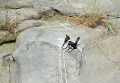 Chloroceryle amazona