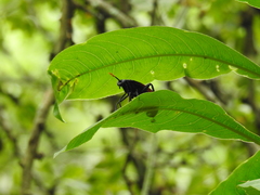 Protomydas rubidapex