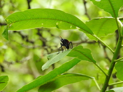 Protomydas rubidapex