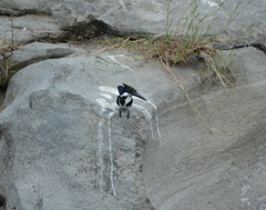 Chloroceryle amazona