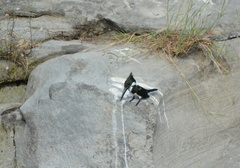 Chloroceryle amazona