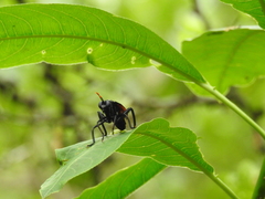 Protomydas rubidapex