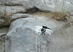 Chloroceryle amazona