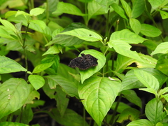 Cycloglypha thrasibulus thrasibulus