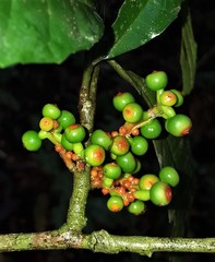 Sorocea