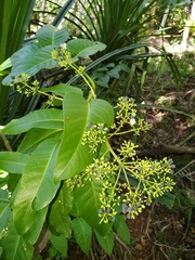 Polyscias macgillivrayi