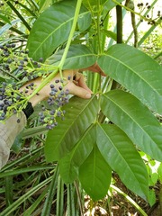 Polyscias macgillivrayi