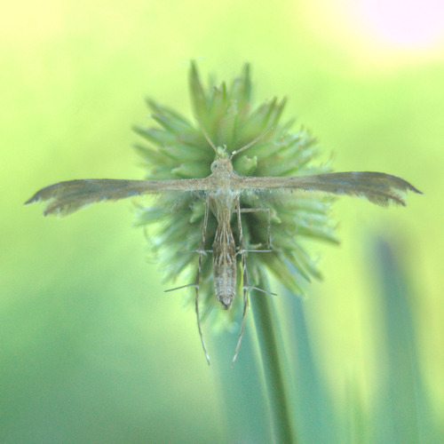 Spiderling Plume Moth photo 4