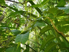 Polyscias macgillivrayi