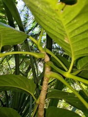 Polyscias macgillivrayi