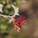 Grevillea aquifolium - Photo (c) Reiner Richter, algunos derechos reservados (CC BY-NC-SA), subido por Reiner Richter
